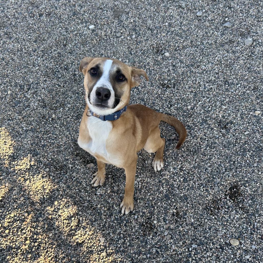 Enlarge Hadley, a Adoptable mixed breed in Detroit Lakes, MN image 3/6
