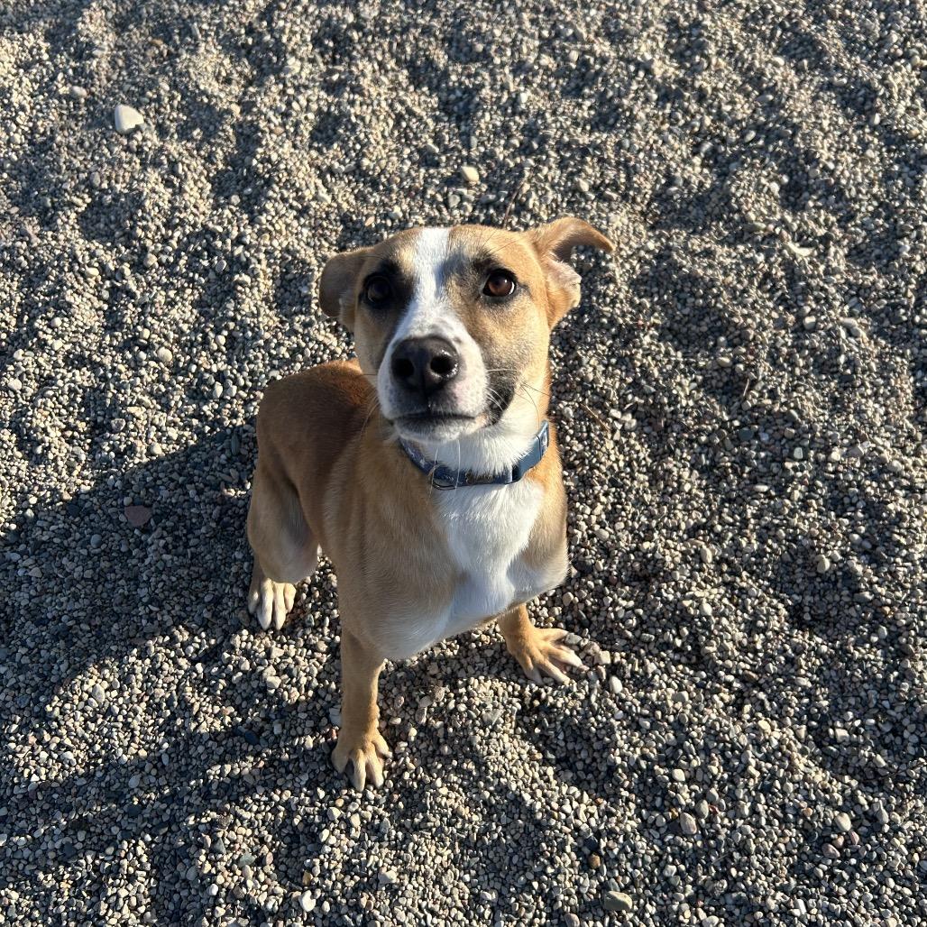Enlarge Hadley, a Adoptable mixed breed in Detroit Lakes, MN image 4/6