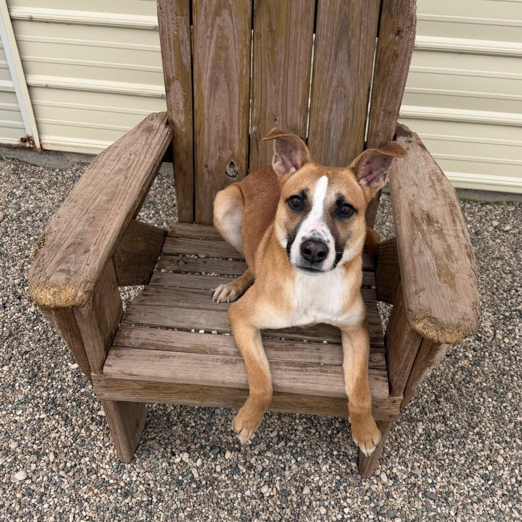 Enlarge Hadley, a Adoptable mixed breed in Detroit Lakes, MN image 5/6