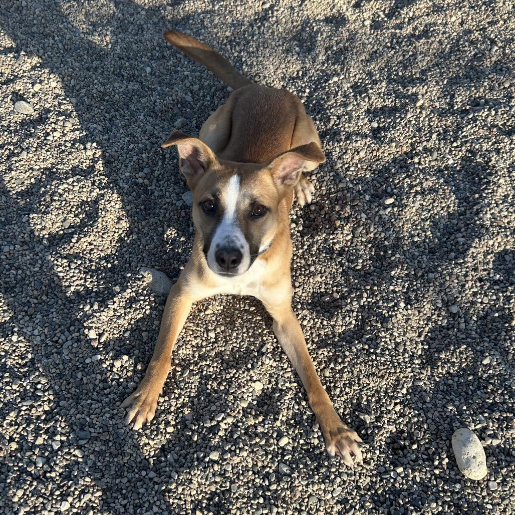 Enlarge Hadley, a Adoptable mixed breed in Detroit Lakes, MN image 6/6