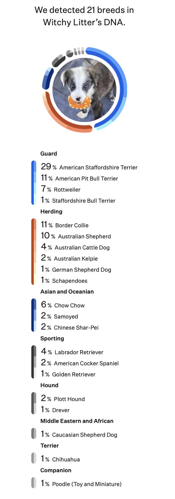 Salem (Witchy litter), a Adoptable mixed breed in Silvana, WA image 5/6