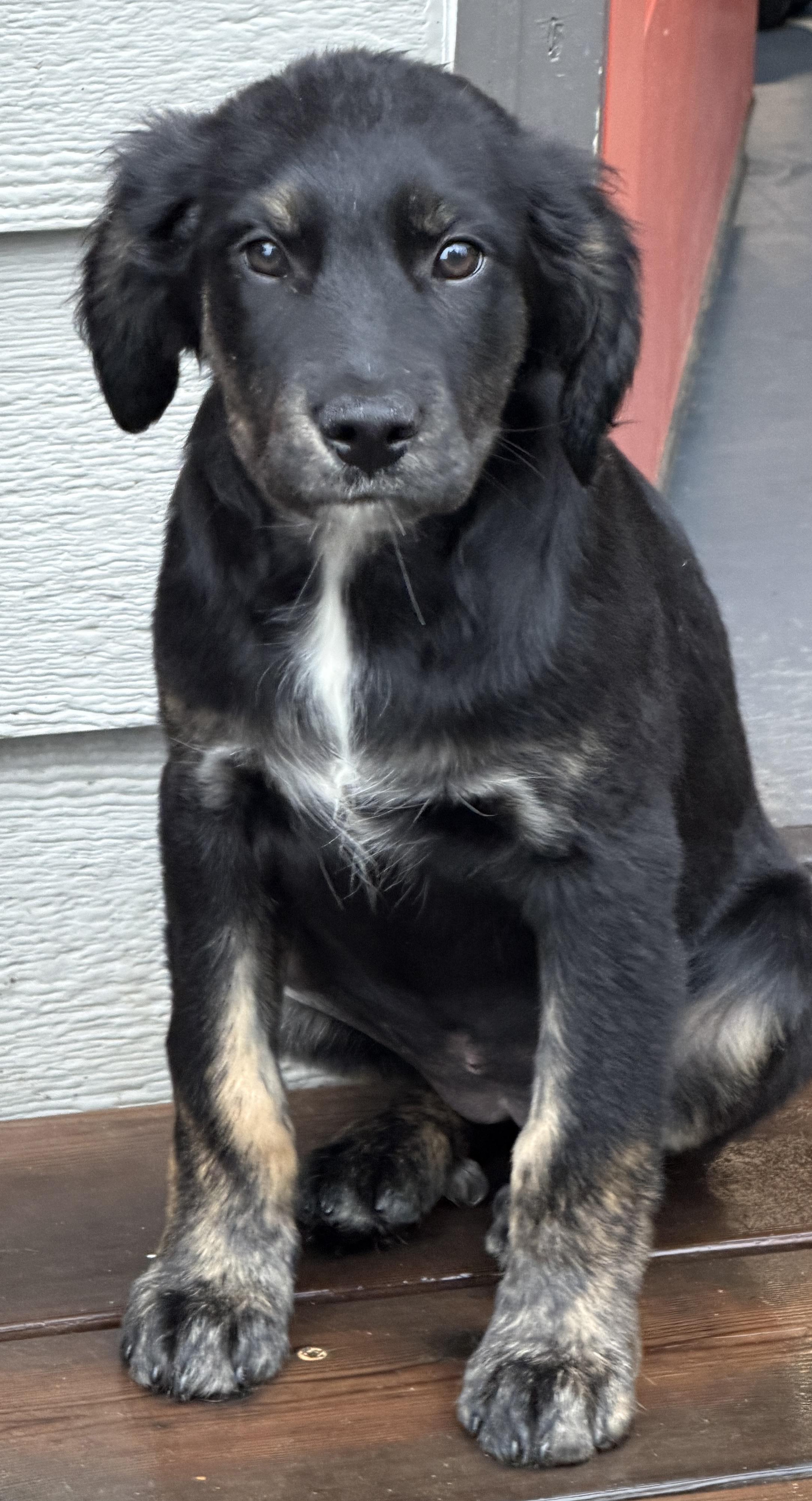 Salem (Witchy litter), a Adoptable mixed breed in Silvana, WA image 4/6