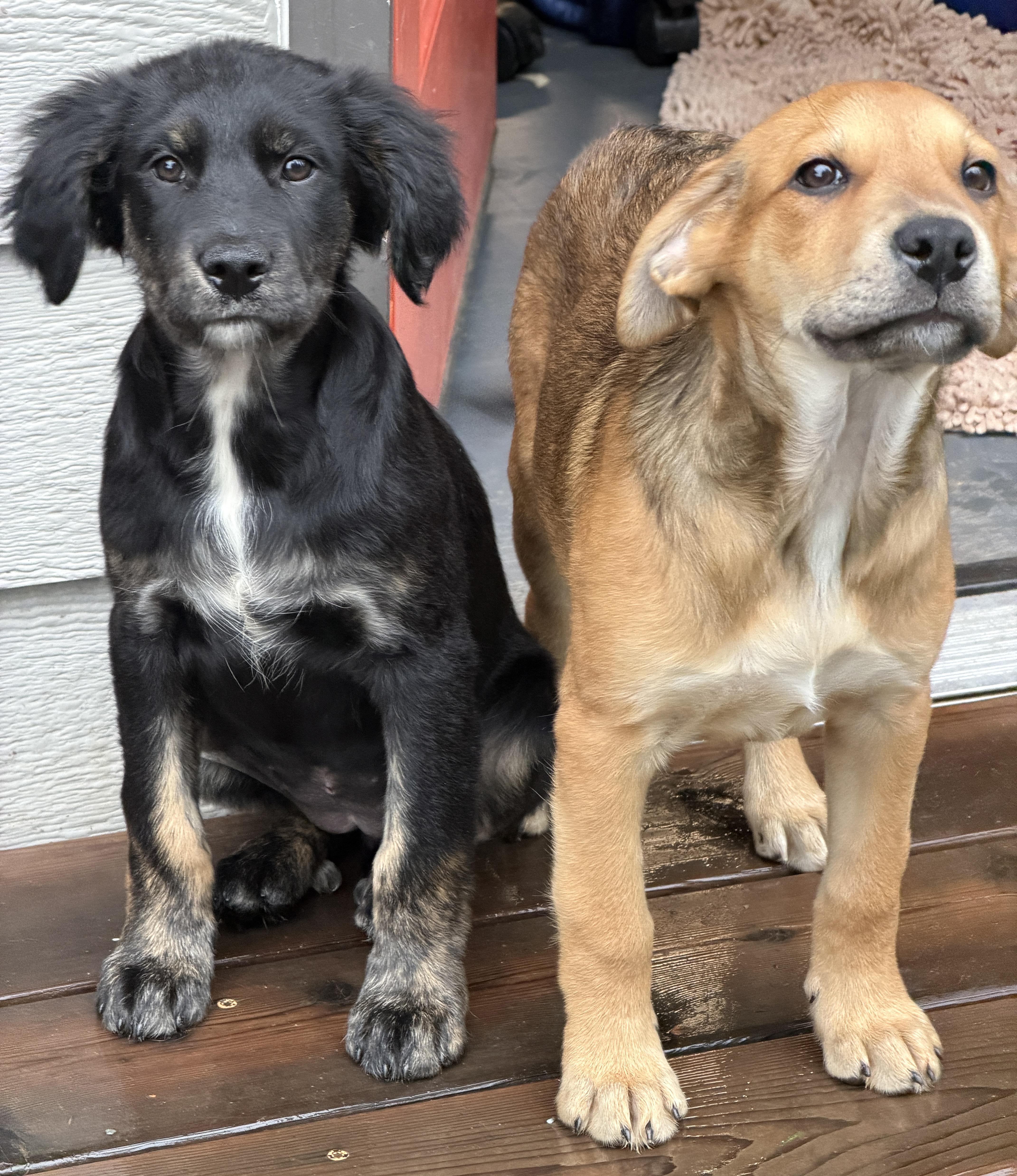 Salem (Witchy litter), a Adoptable mixed breed in Silvana, WA image 3/6