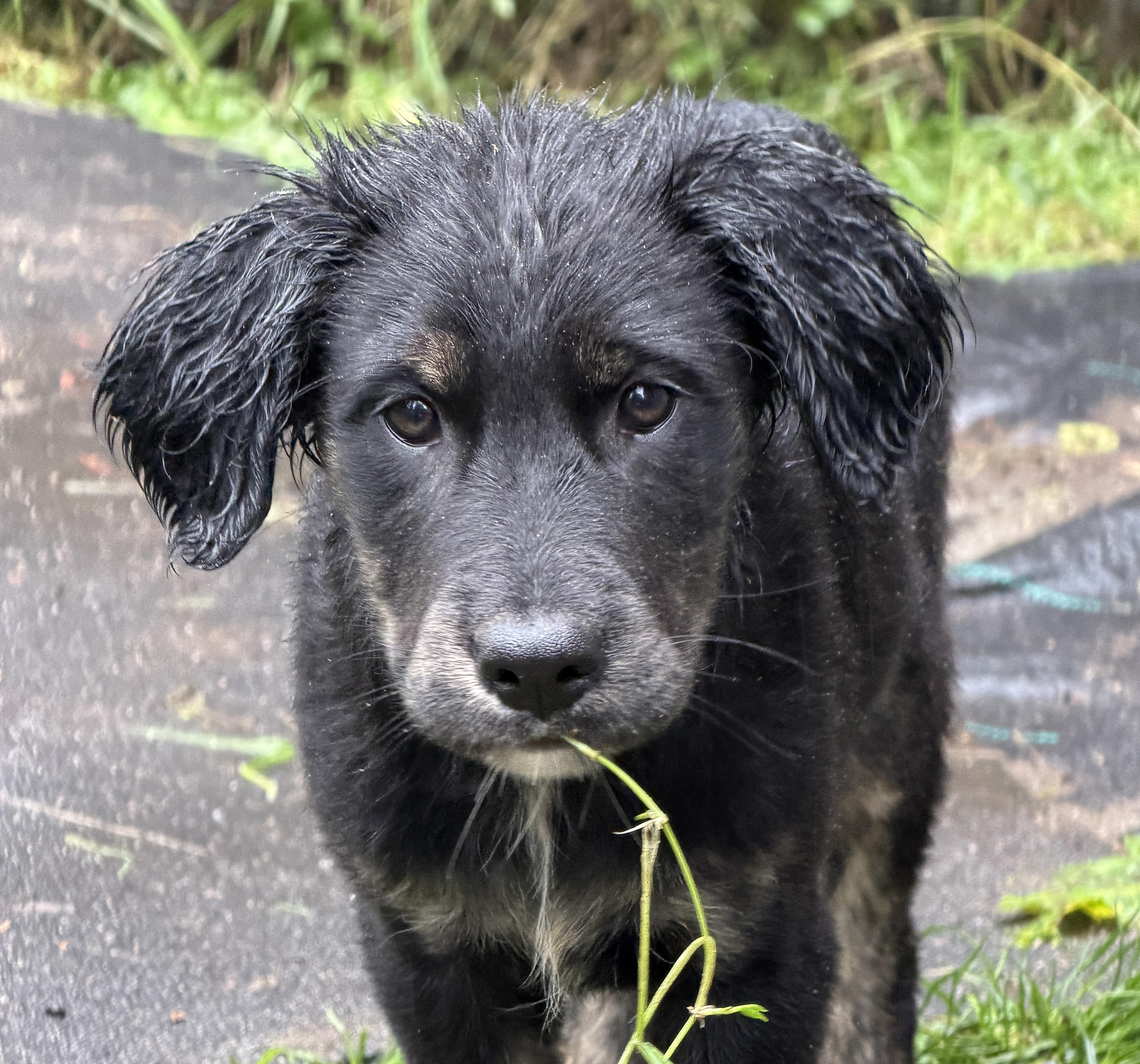 Salem (Witchy litter), Adoptable, Puppy Female Border Collie & American Staffordshire Terrier.
