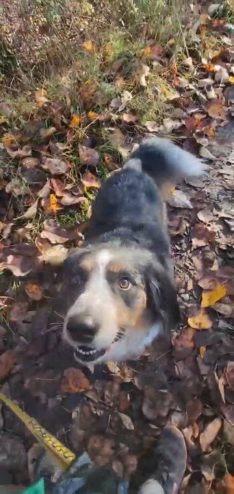 Enlarge Salem (Witchy litter), a Adoptable mixed breed in Silvana, WA video 2/6