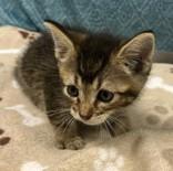 Gelato, an adoptable Domestic Short Hair in Lampasas, TX, 76550 | Photo Image 1