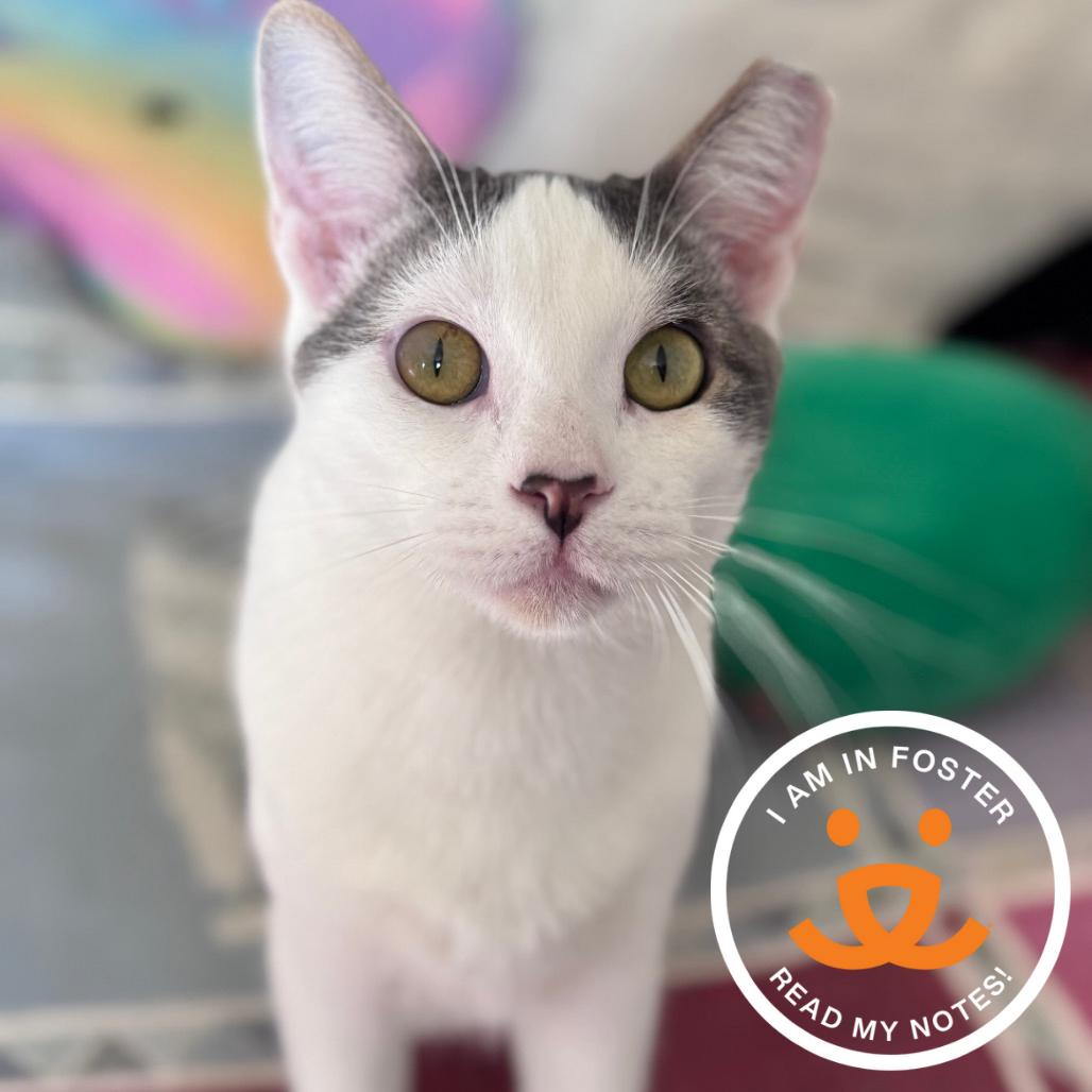 Slim Jim, Adoptable, Adult Male Domestic Short Hair.