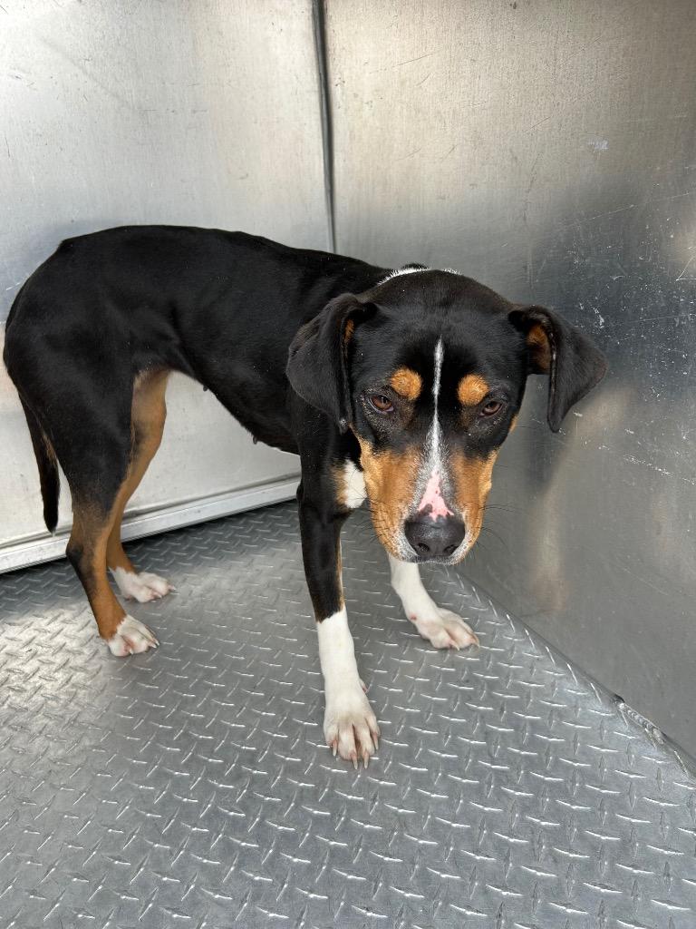 Enlarge Maggie, a Adoptable mixed breed in Oxford, NC image 1/1