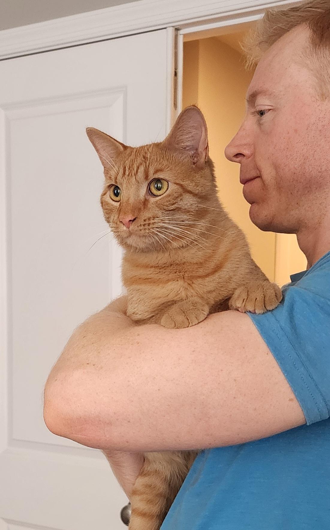 Enlarge Kiama-Gentle Soul Looking for Someone to Believe in Him, a Adoptable Tabby in Laurel, MD image 5/6
