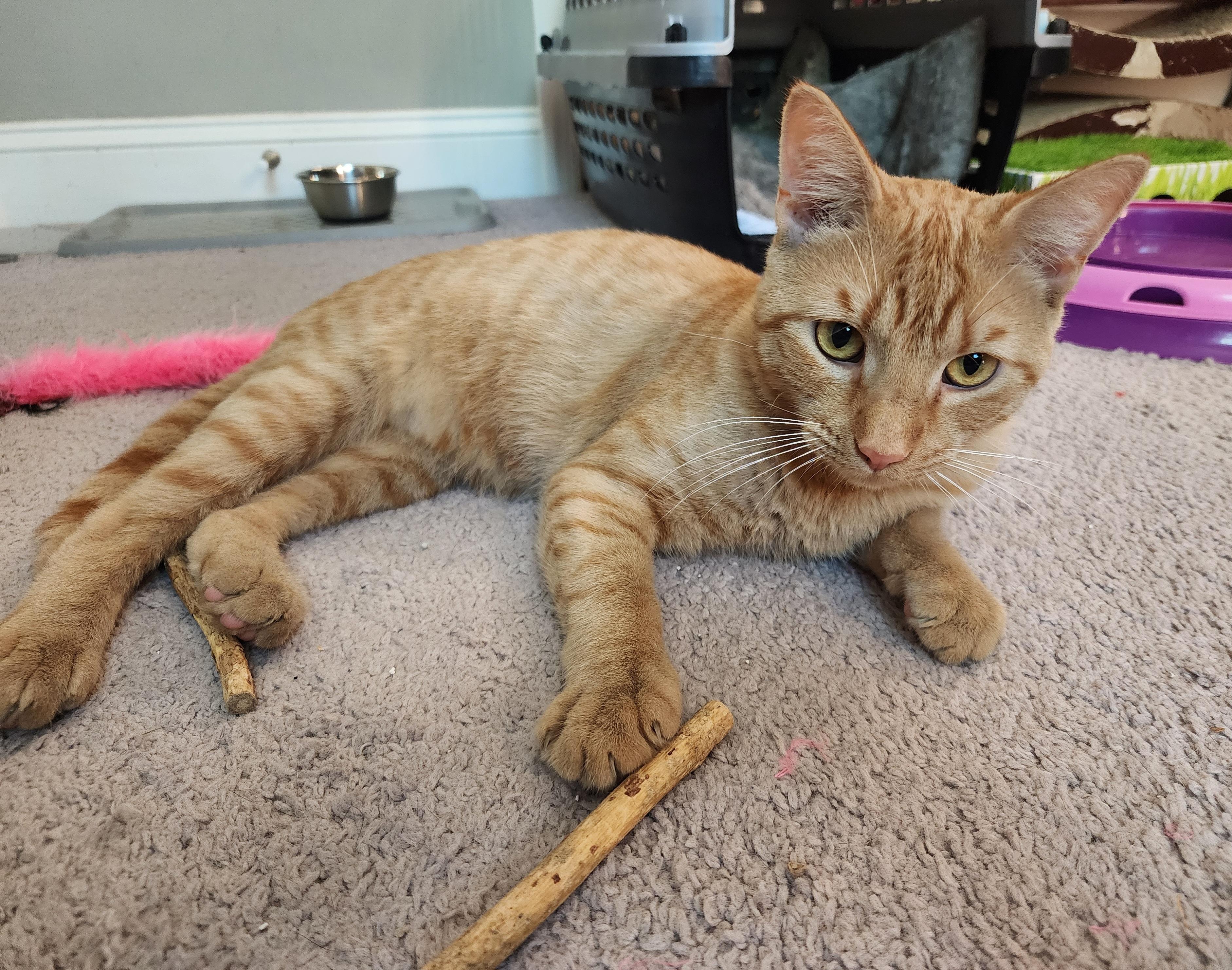 Enlarge Kiama-Gentle Soul Looking for Someone to Believe in Him, a Adoptable Tabby in Laurel, MD image 6/6