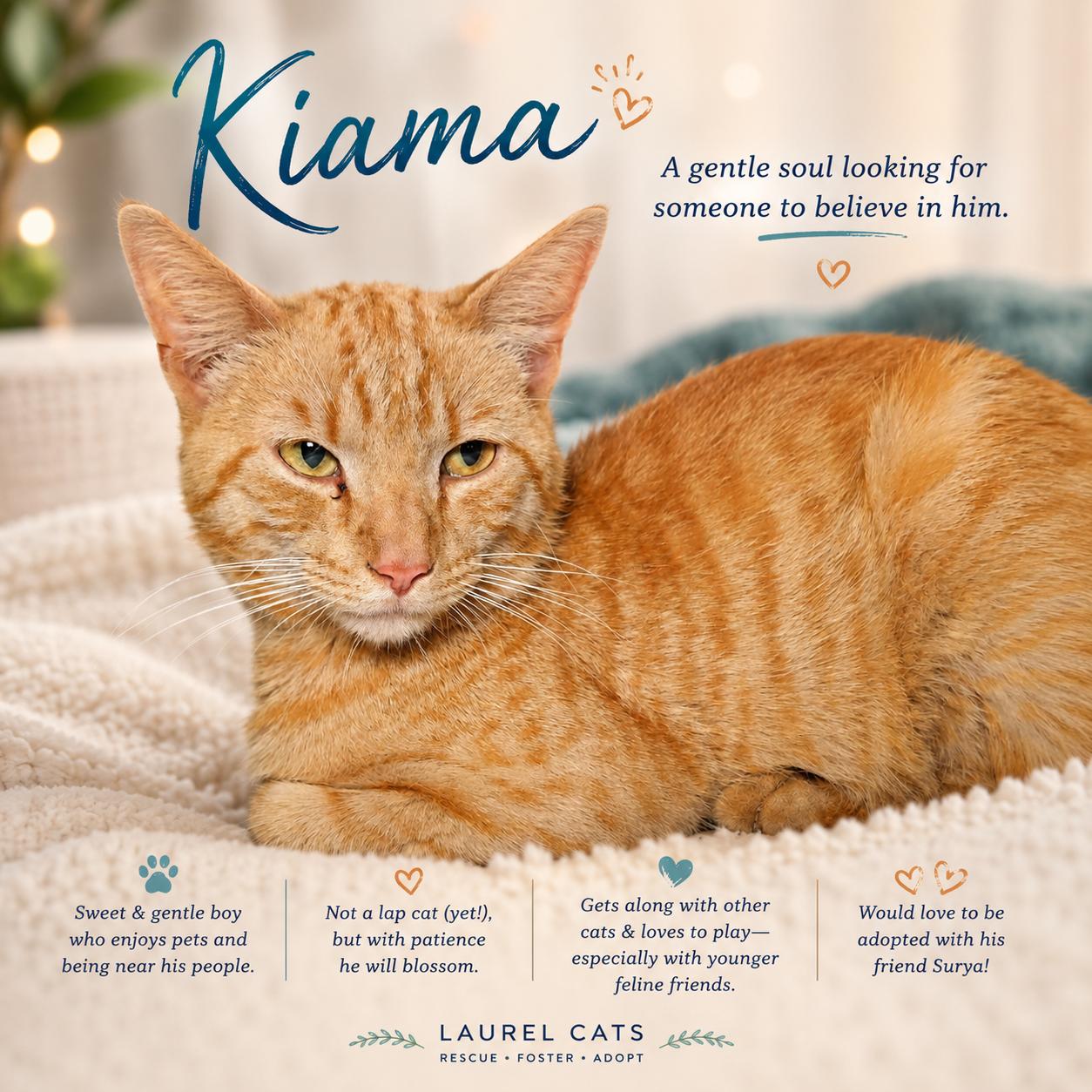 Kiama-Gentle Soul Looking for Someone to Believe in Him, Adoptable, Young Male Tabby.