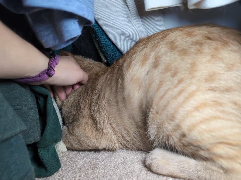 Enlarge Kiama-Gentle Soul Looking for Someone to Believe in Him, a Adoptable Tabby in Laurel, MD video 2/3