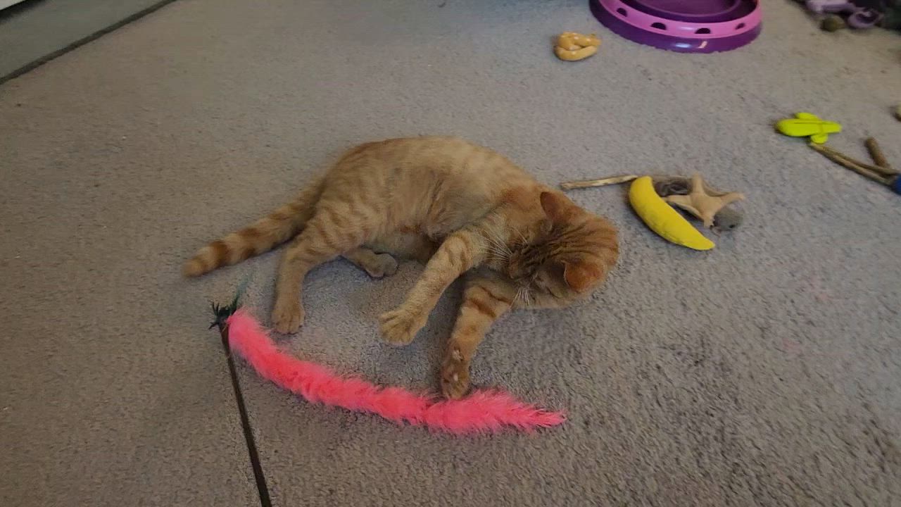 Enlarge Kiama-Gentle Soul Looking for Someone to Believe in Him, a Adoptable Tabby in Laurel, MD video 3/6