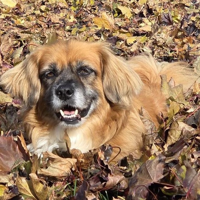 Bozo, a Adoptable mixed breed in Scarborough, ON image 3/5