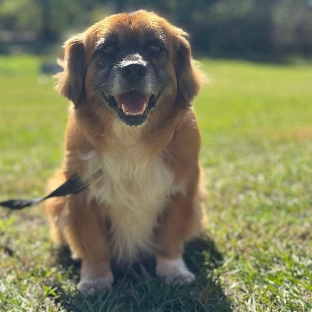 Bozo, a Adoptable mixed breed in Scarborough, ON image 1/5
