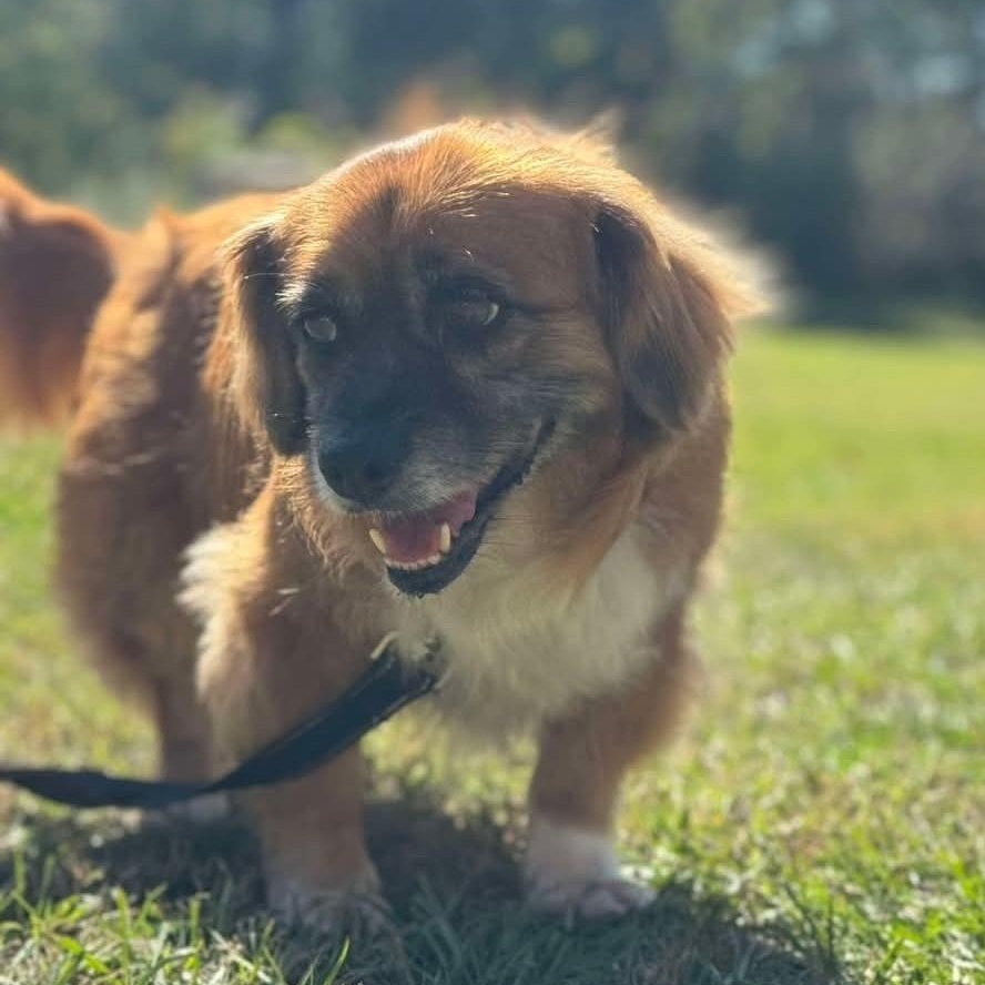 Bozo, a Adoptable mixed breed in Scarborough, ON image 2/5