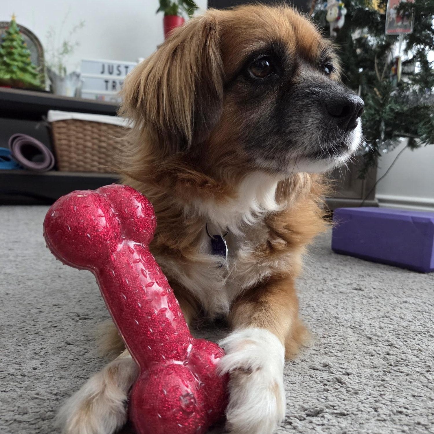 Bozo (Updated), Adoptable, Adult Male Tibetan Spaniel.