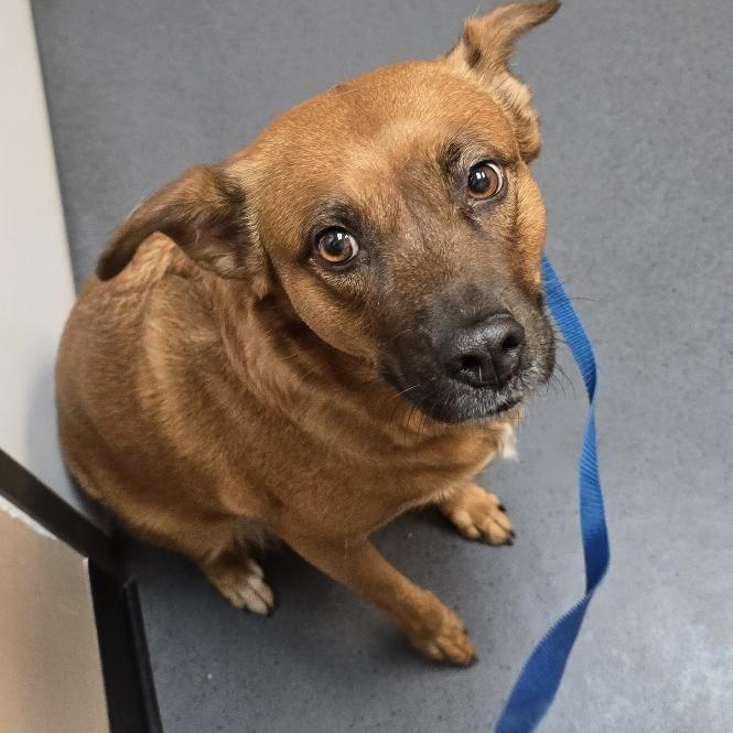 Enlarge Lainey, a Adopted mixed breed in Humble, TX image 6/6