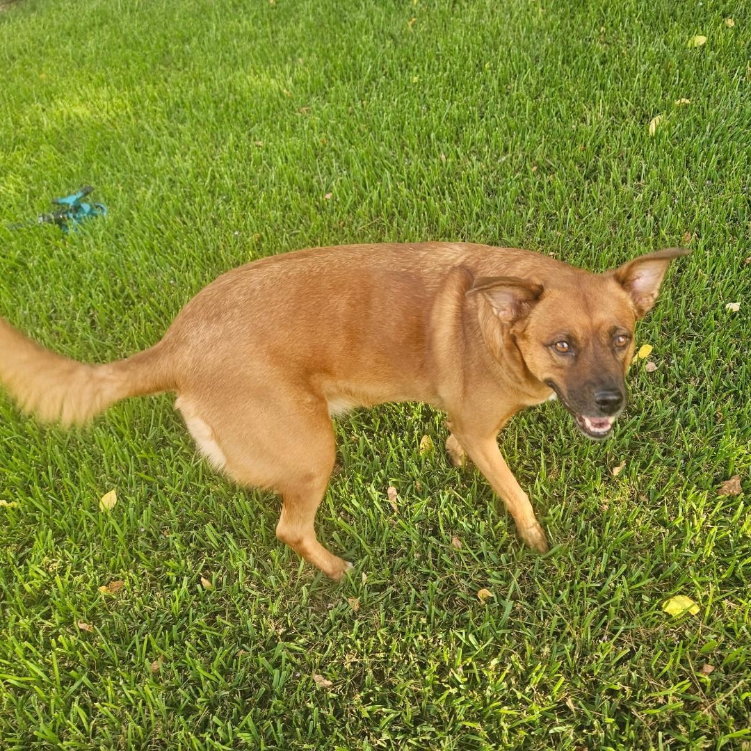 Enlarge Lainey, a Adopted mixed breed in Humble, TX image 4/6