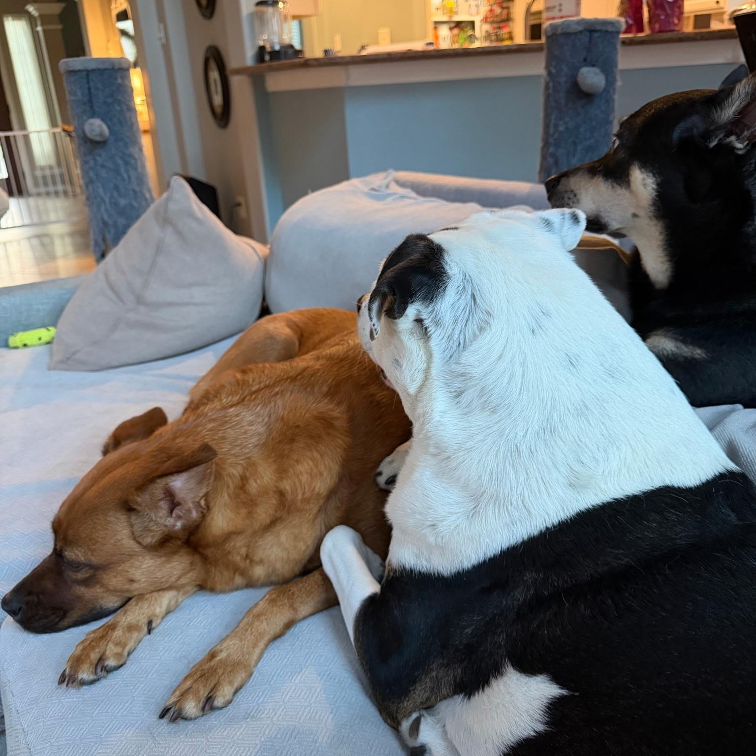 Enlarge Lainey, a Adopted mixed breed in Humble, TX image 3/6