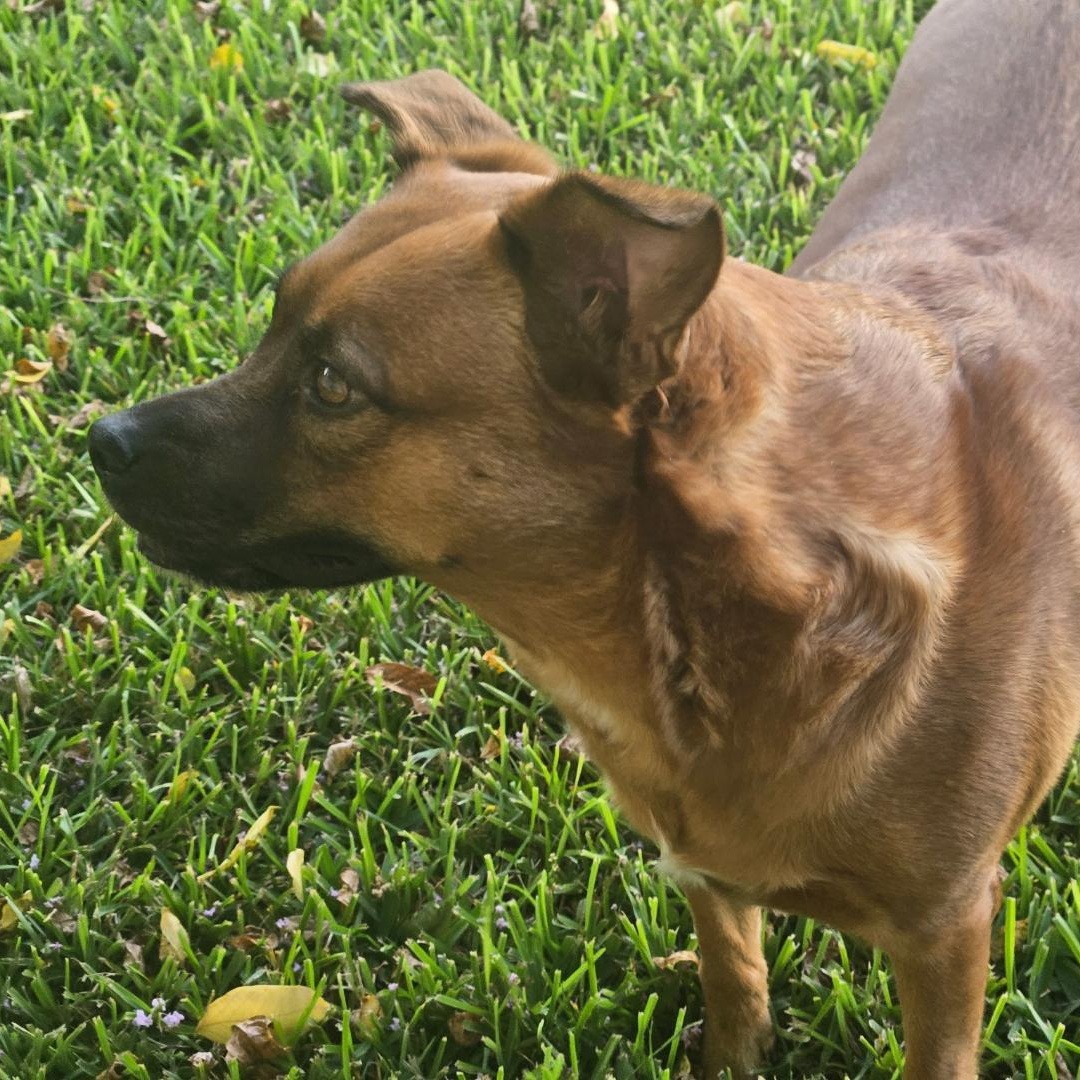Lainey, Adopted, Adult Female Australian Cattle Dog / Blue Heeler & German Shepherd Dog.