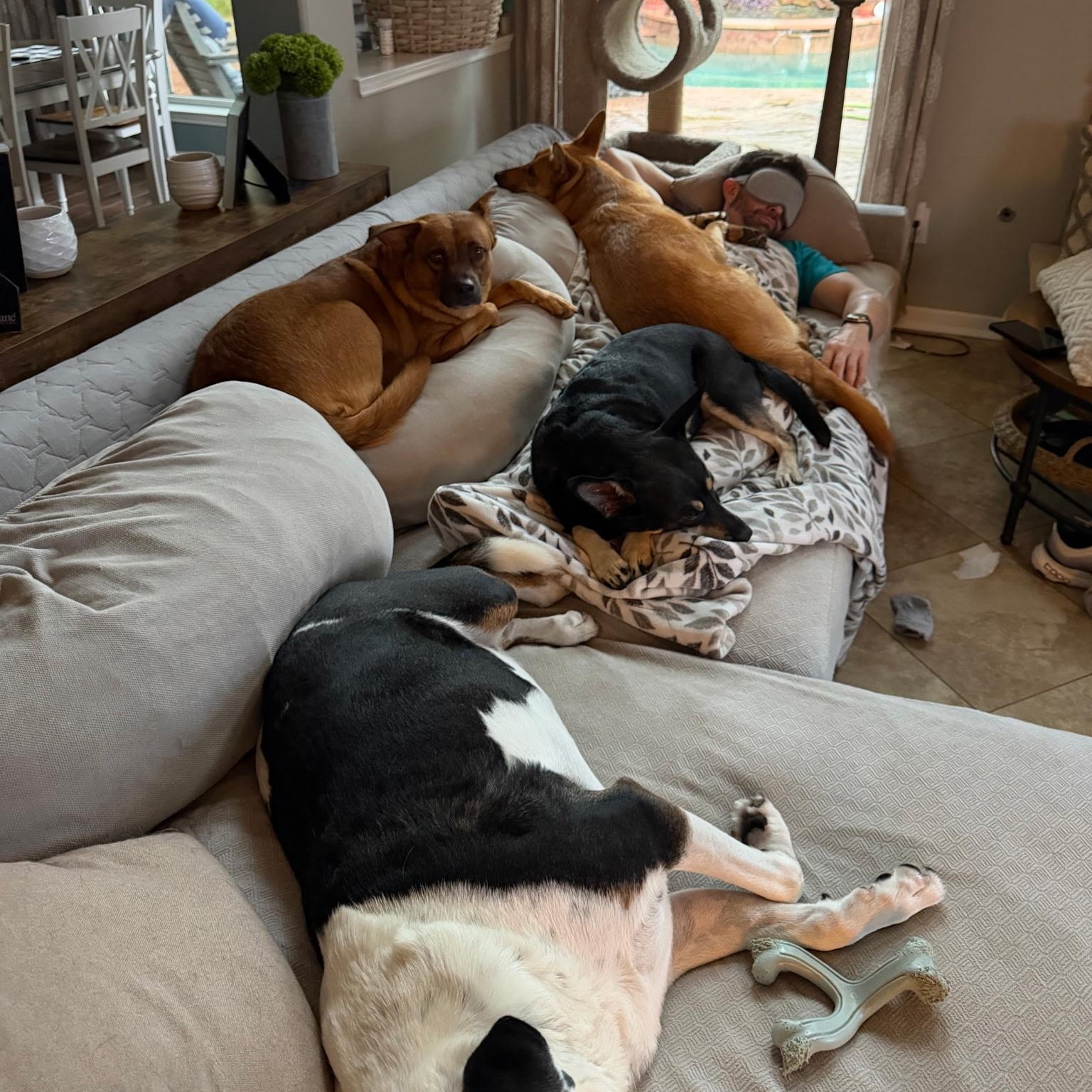 Enlarge Lainey, a Adopted mixed breed in Humble, TX image 5/6