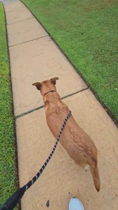 Enlarge Lainey, a Adopted mixed breed in Humble, TX video 2/6