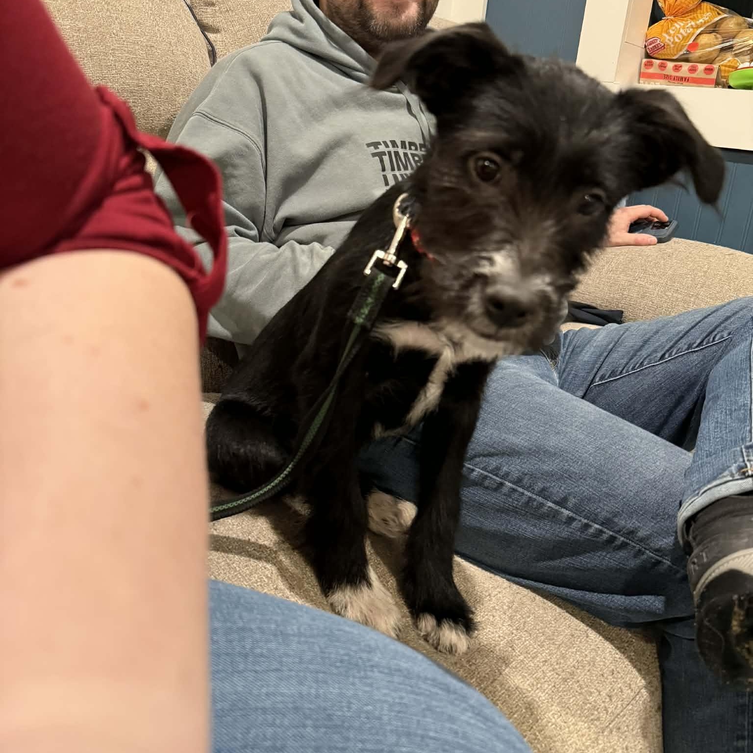 Enlarge Bethany, an adopted mixed breed in Woolwich, ME image 1/5