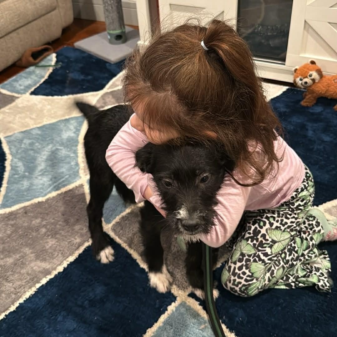 Enlarge Bethany, an adopted mixed breed in Woolwich, ME image 5/5