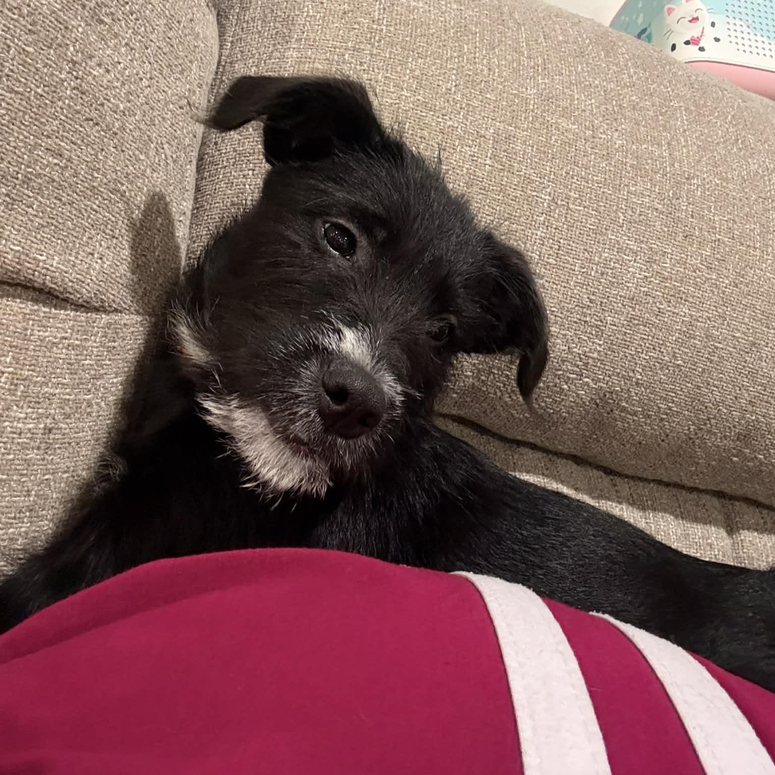 Enlarge Bethany, an adopted mixed breed in Woolwich, ME image 2/5