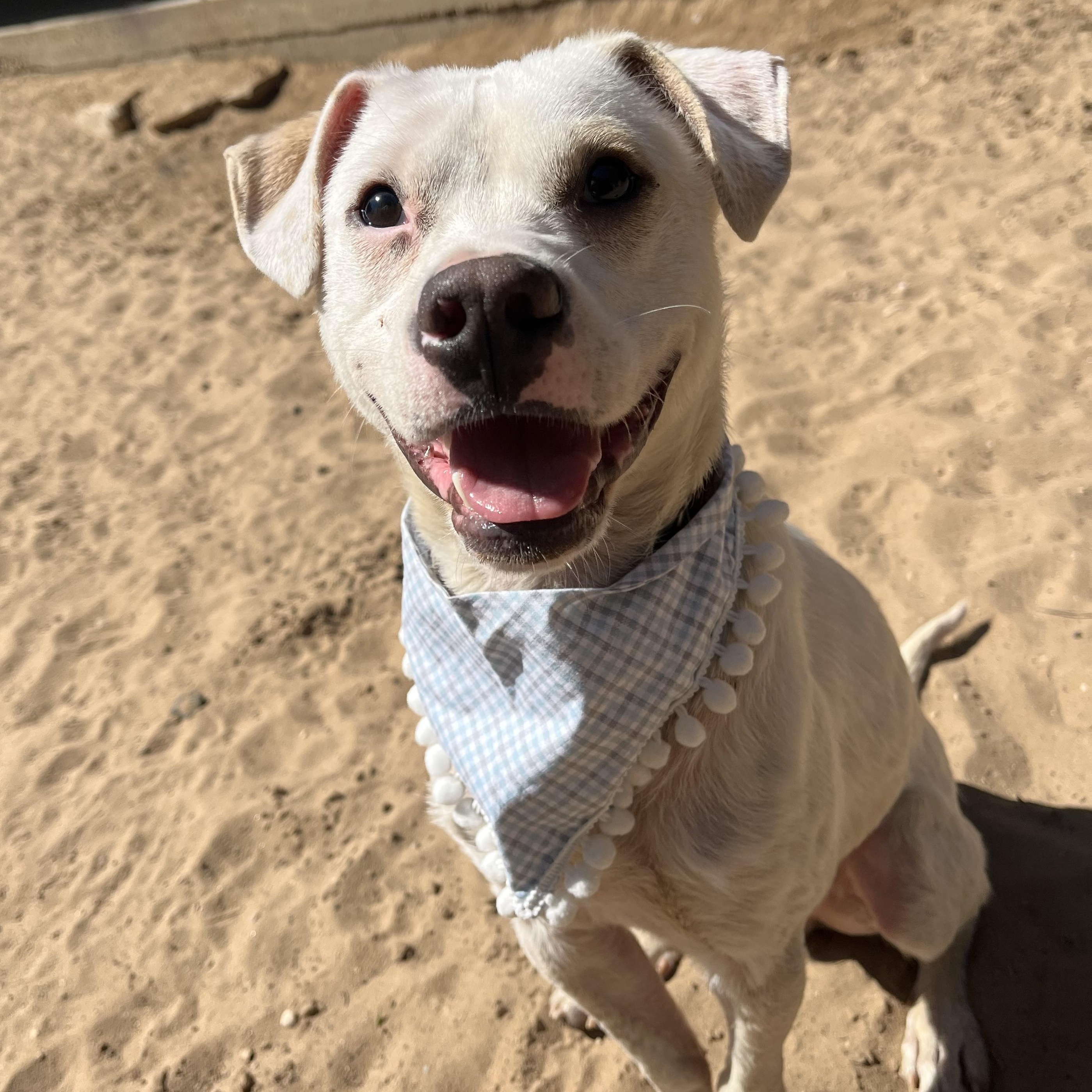 Ezra, Adoptable, Young Male Mixed Breed.