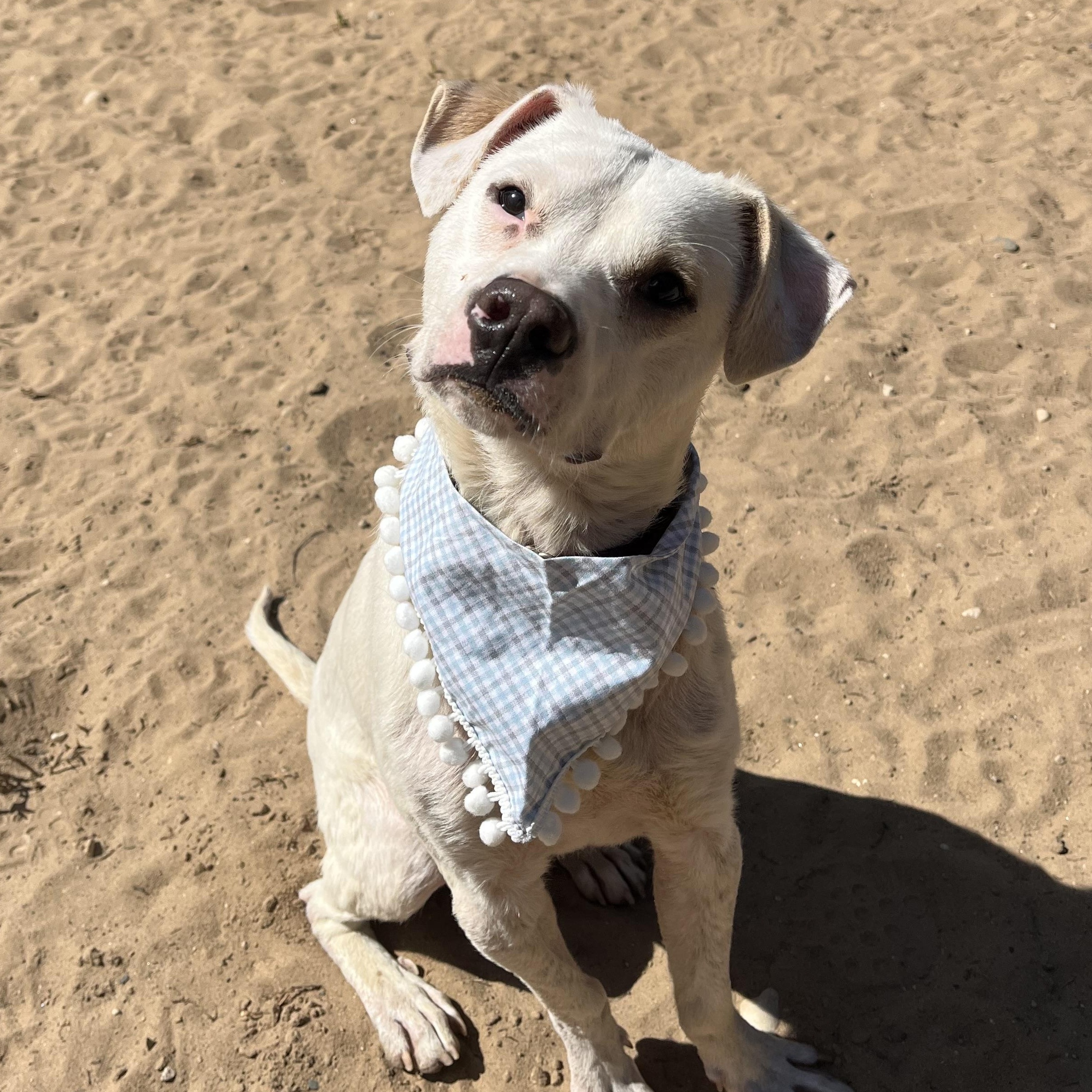 Enlarge Ezra, a Adoptable Mixed Breed in Manistique, MI image 2/3