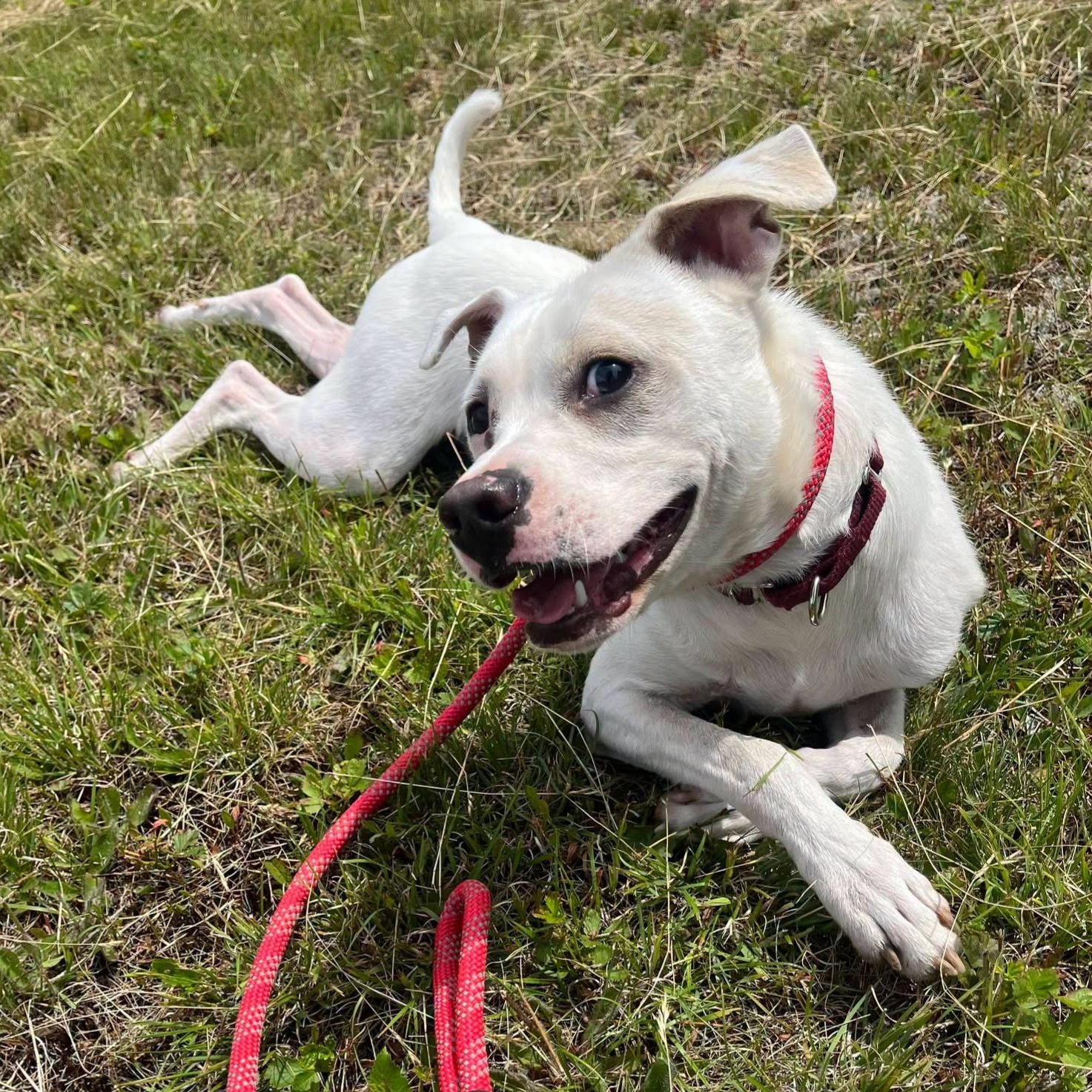 Ezra, Adoptable, Young Male Mixed Breed.