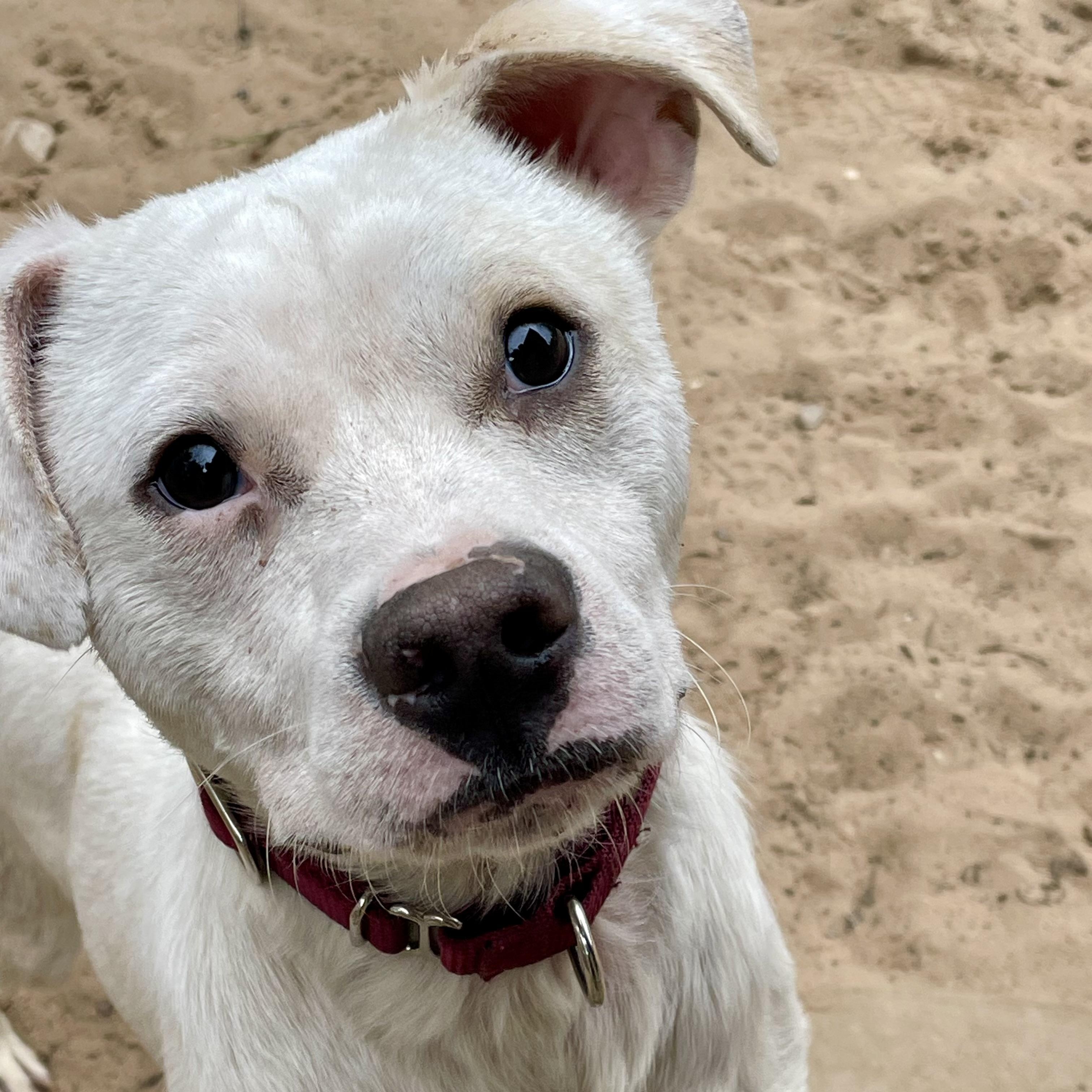 Enlarge Ezra, a Adoptable Mixed Breed in Manistique, MI image 3/3