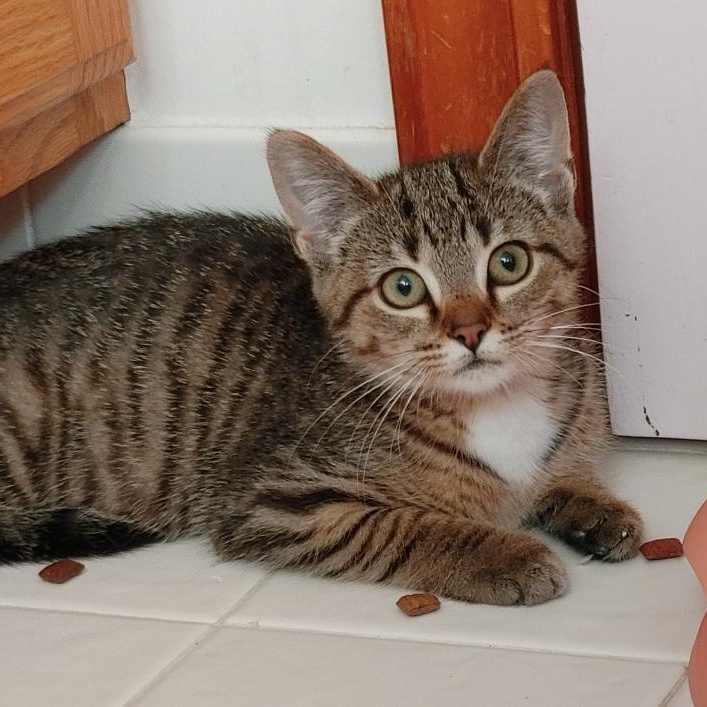 Princess Powder Puff