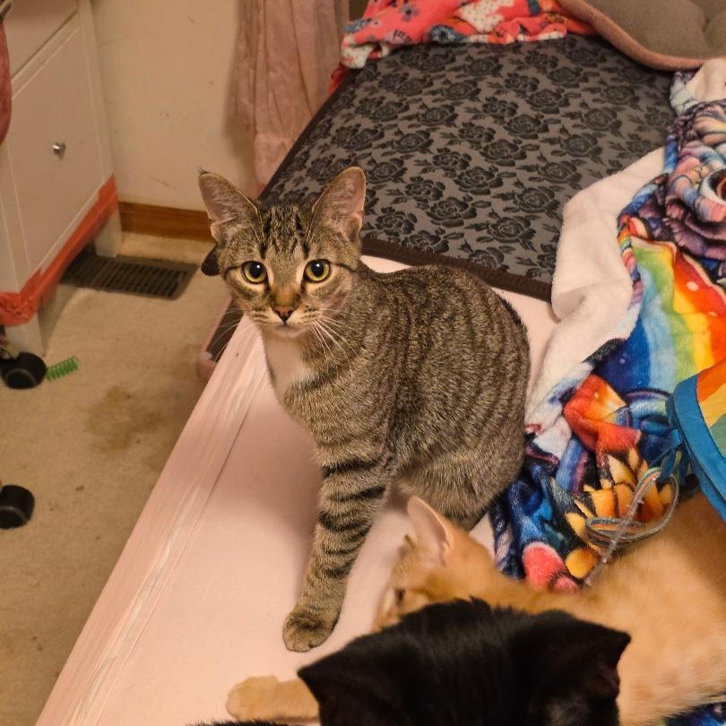 Princess Powder Puff