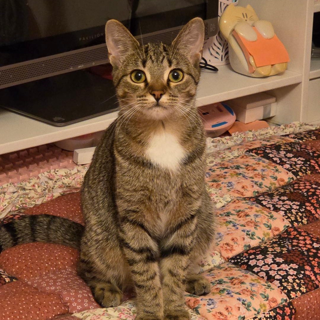 Princess Powder Puff