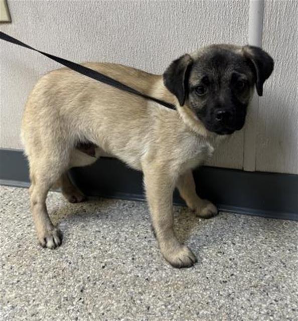 BEN, Adoptable, Puppy Male Pug & Mixed Breed.