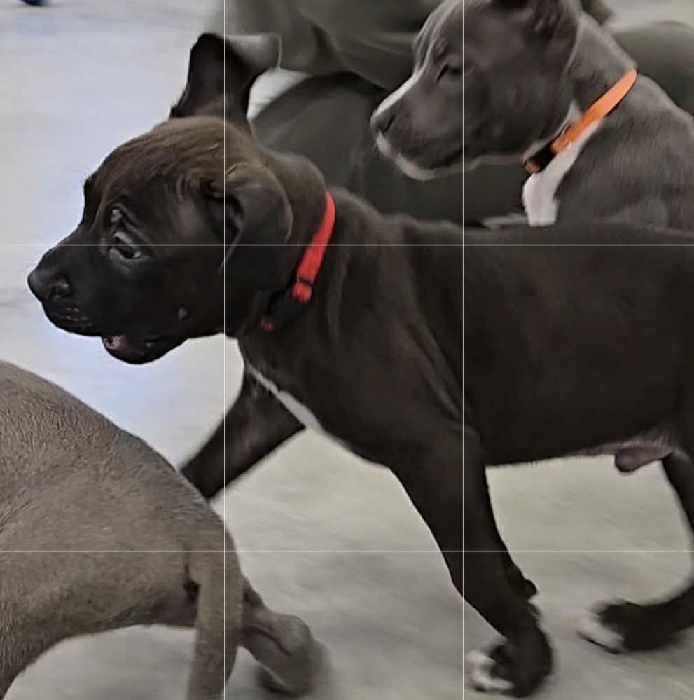 Enlarge Schroeder, a ADOPTABLE mixed breed in North Olmsted, OH image 3/3