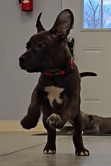 Schroeder, ADOPTABLE, Puppy Male American Staffordshire Terrier & Cane Corso.