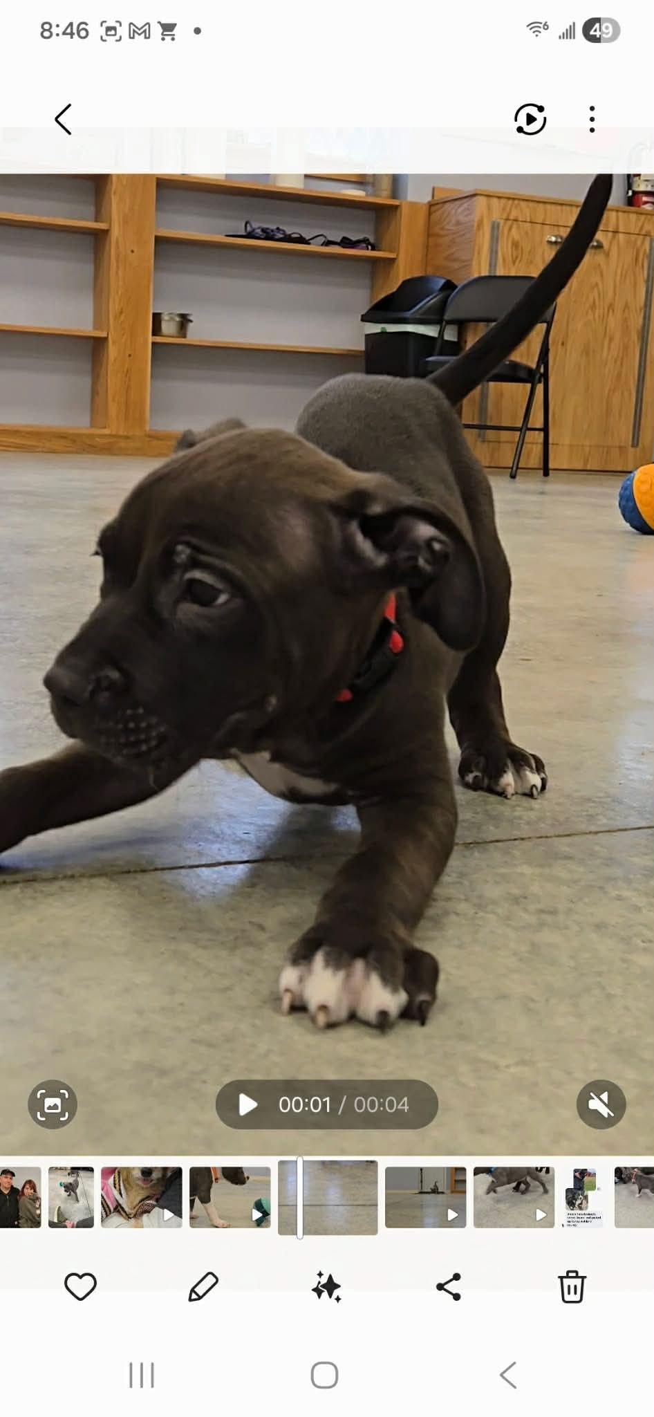 Enlarge Schroeder, a ADOPTABLE mixed breed in North Olmsted, OH image 2/3