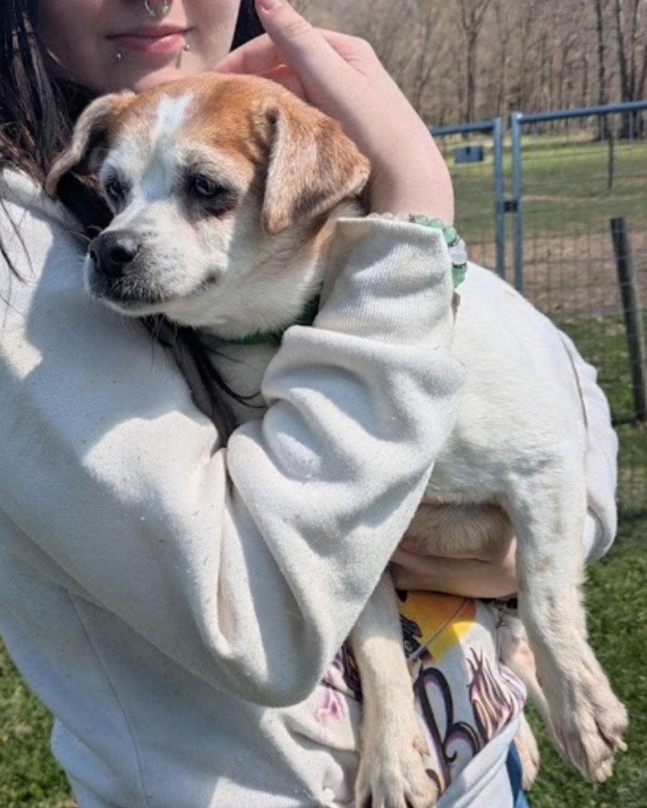 Little Ann, Adoptable, Young Female Jack Russell Terrier & Shih Tzu.