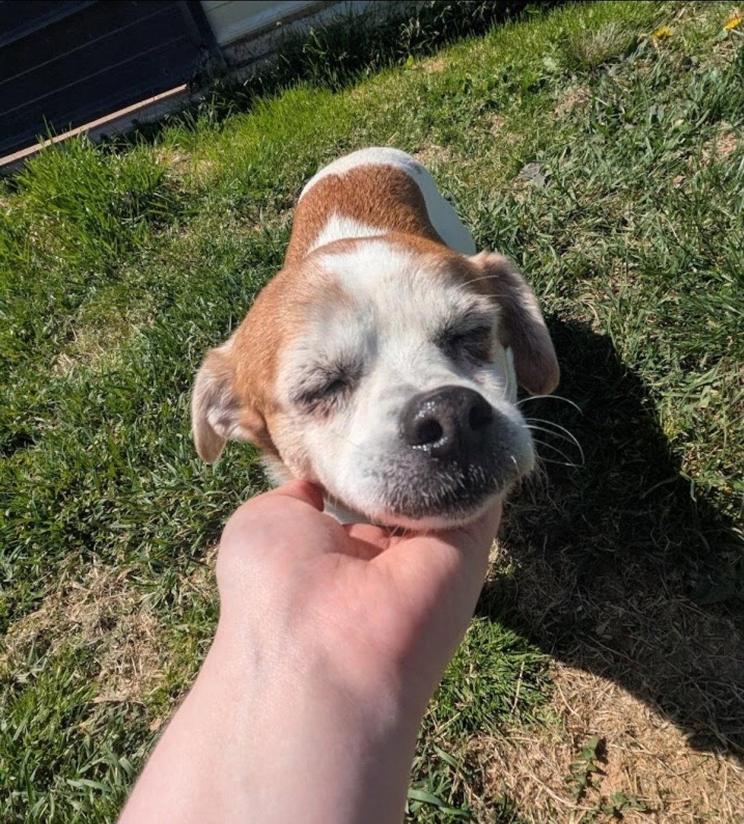 Enlarge Little Ann, a Adoptable mixed breed in Westminster, MD image 2/3
