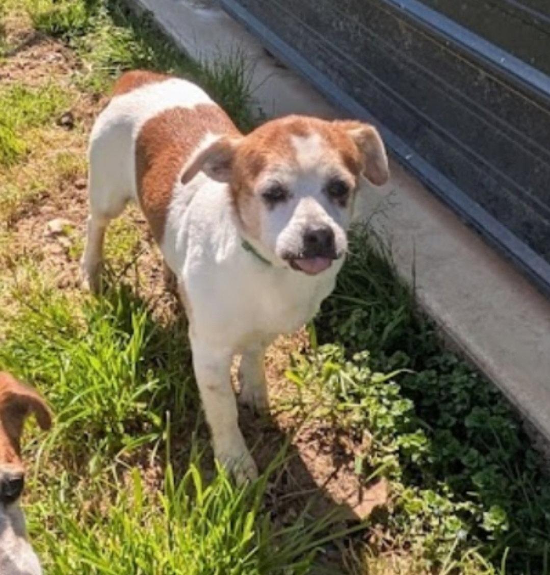 Enlarge Little Ann, a Adoptable mixed breed in Westminster, MD image 3/3