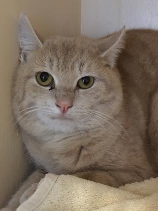 Gilbert (Spirit Cat), Adoptable, Adult Male Domestic Short Hair.