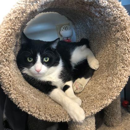 Gulliver, Adoptable, Adult Male Domestic Short Hair & Domestic Short Hair.