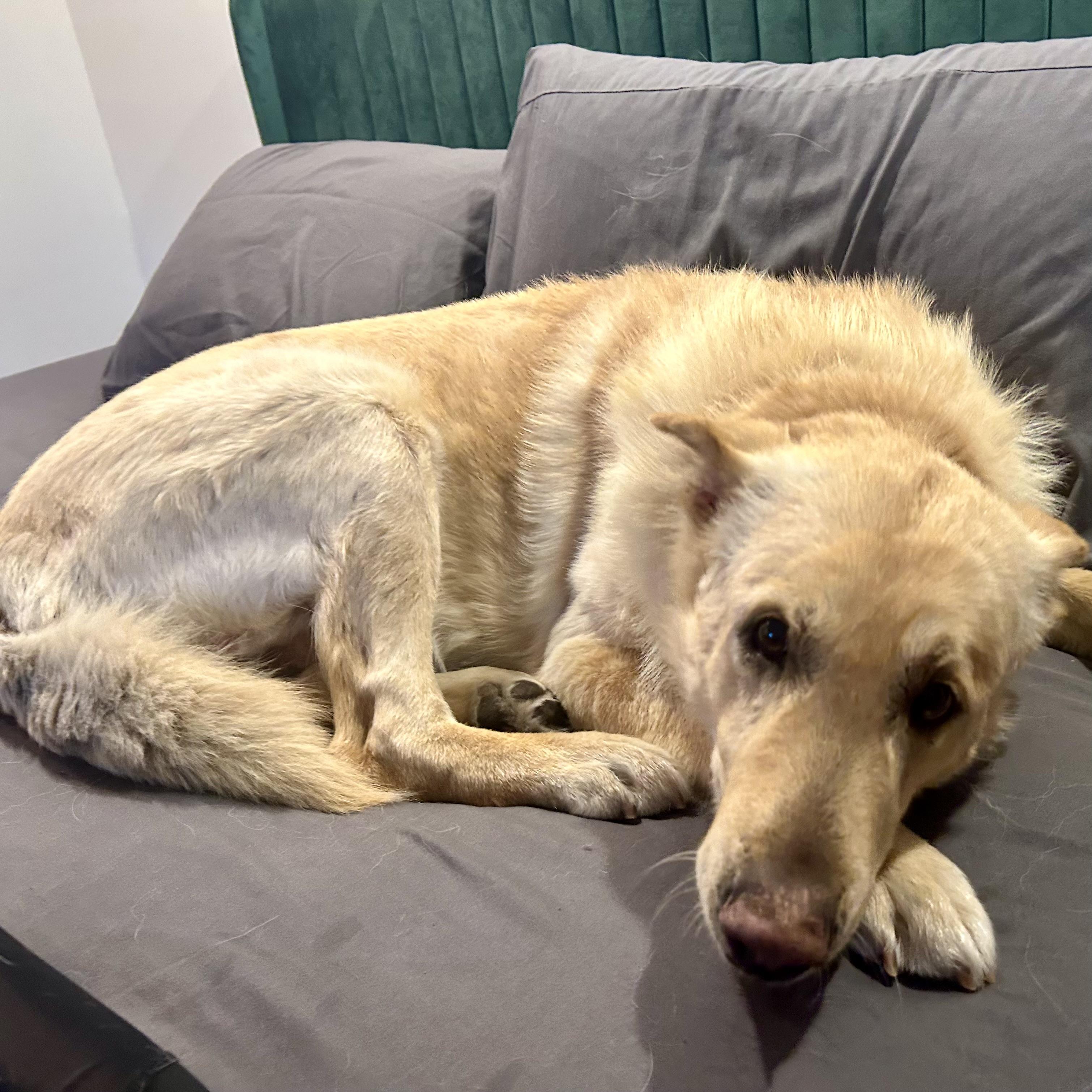 Enlarge Lucky, a Adoptable mixed breed in Edmonton, AB image 2/5