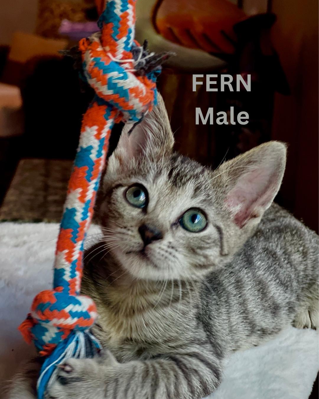 FERN, adopted, Kitten Male Domestic Short Hair.