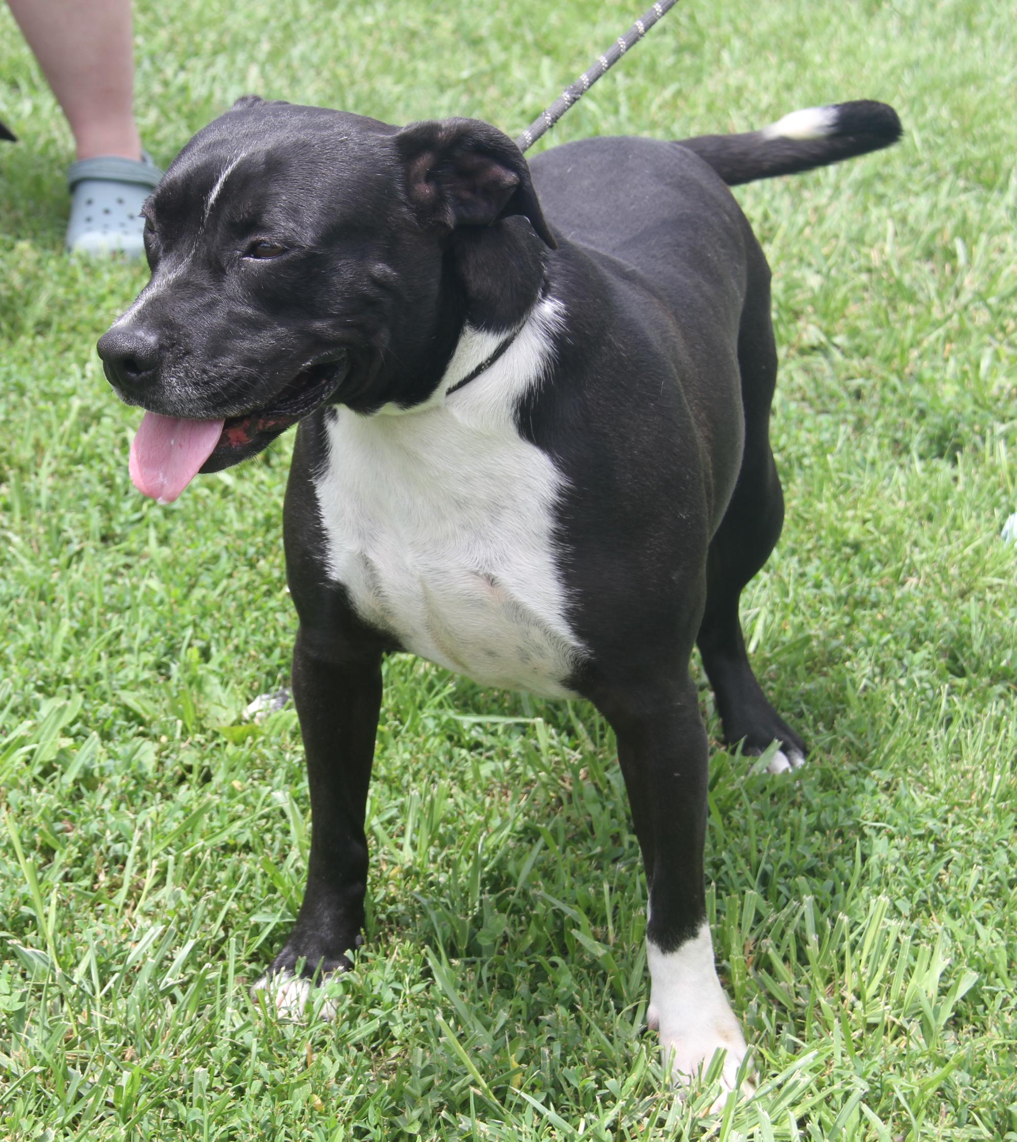 Betty (Spayed) (Empty-Nester) (Photos 6/16/2025)