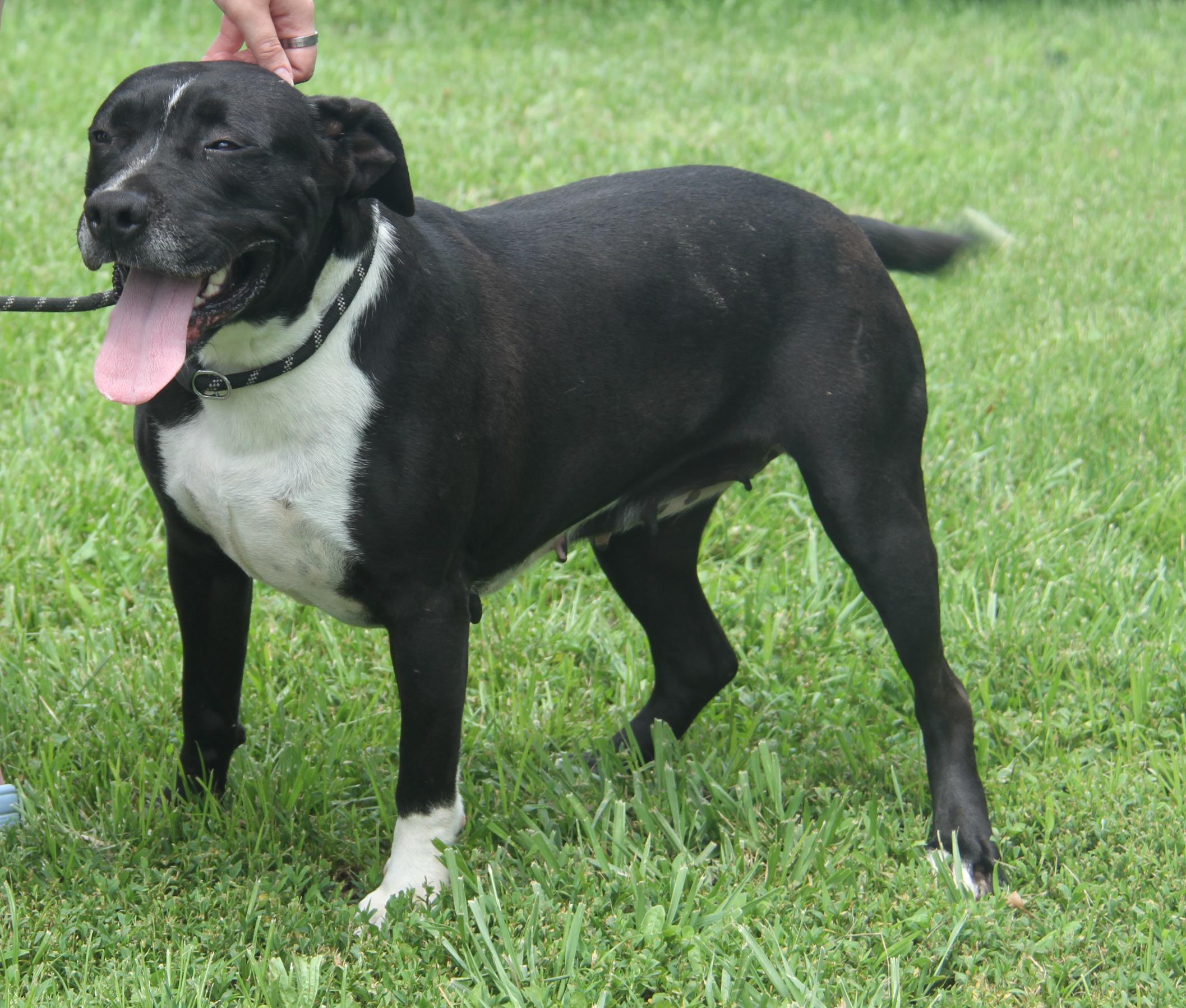 Betty (Spayed) (Empty-Nester) (Photos 6/16/2025)